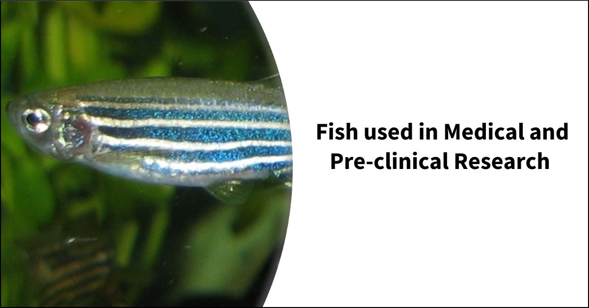 Fish used in Medical and Preclinical Research